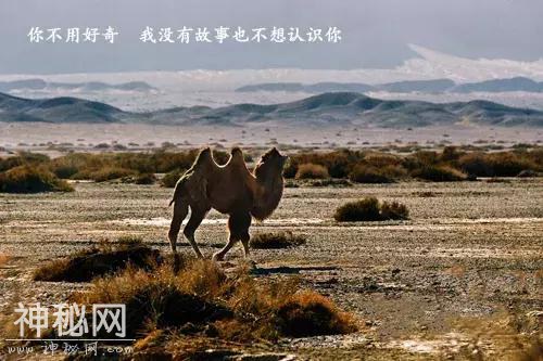 穿越七千公里，只为和你说句悄悄话——地球之耳“罗布泊”-12.jpg