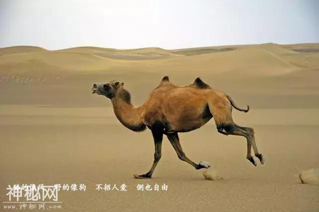 穿越七千公里，只为和你说句悄悄话——地球之耳“罗布泊”-13.jpg