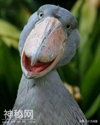 这些动物，你能认出三种算你厉害-5.jpg