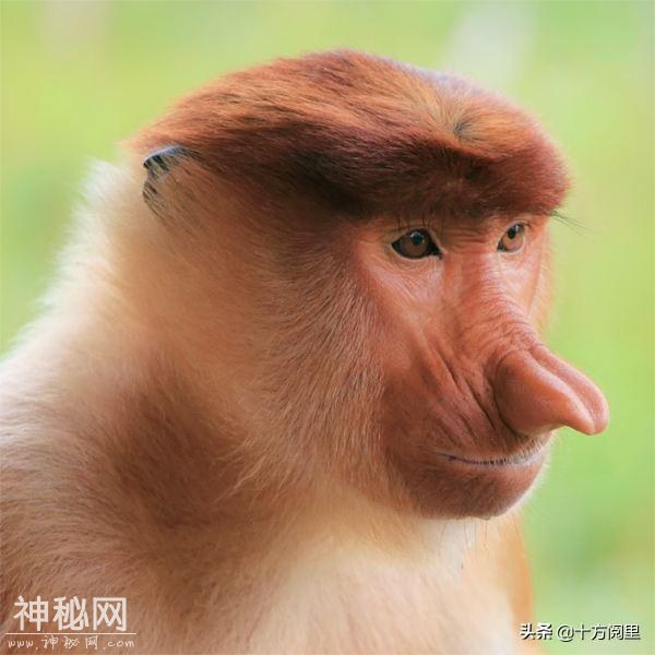 这些动物，你能认出三种算你厉害-3.jpg