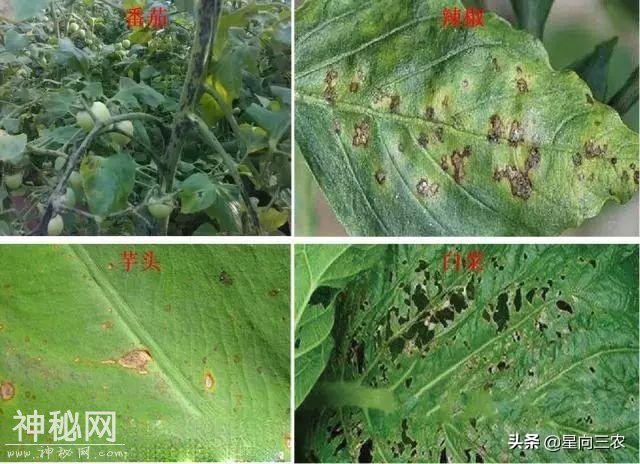别说这些细菌病害难治，那是你没选对药-7.jpg