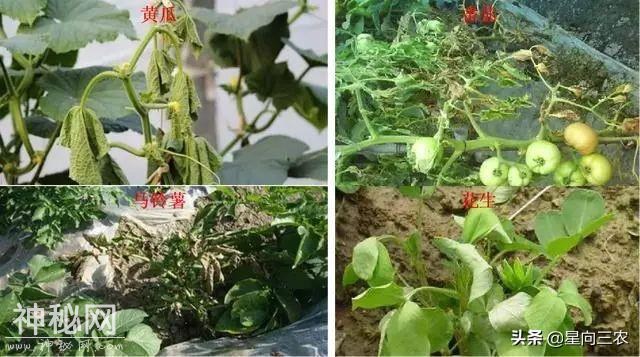 别说这些细菌病害难治，那是你没选对药-6.jpg