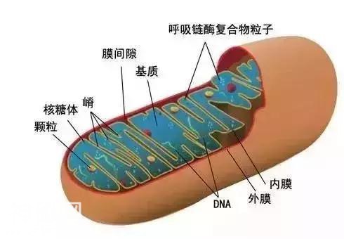 高中生物丨细胞核心知识点大全，图文解释超详细-3.jpg