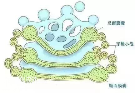 高中生物丨细胞核心知识点大全，图文解释超详细-6.jpg