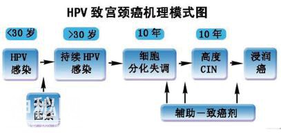 45岁教师宛如少女，表面看似身体健康，一检查却发现是宫颈癌患者-4.jpg