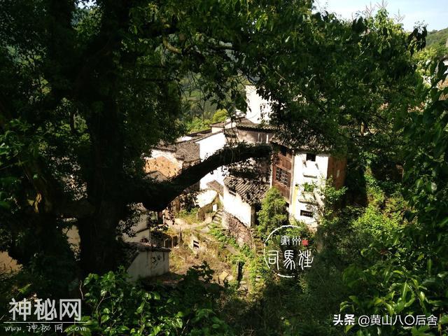 歙县这个小山村，是徽州贡菊原产地，却因为地质灾害整体搬迁-2.jpg