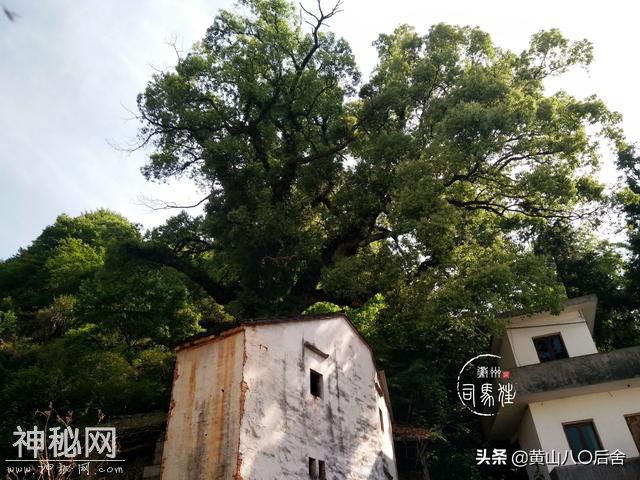 歙县这个小山村，是徽州贡菊原产地，却因为地质灾害整体搬迁-1.jpg