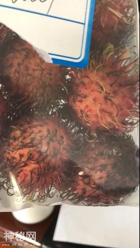 长得像艺术品的这种生物 没想到危害这么大-2.jpg