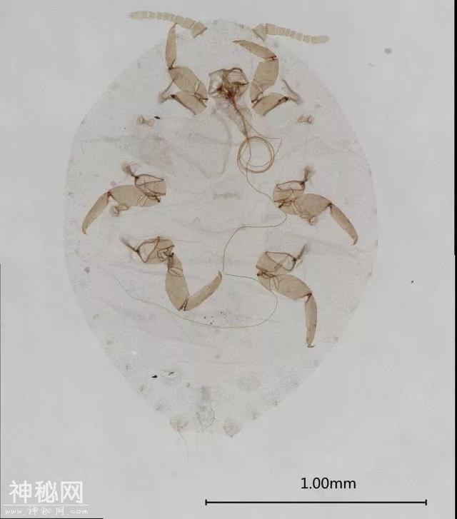 长得像艺术品的这种生物 没想到危害这么大-1.jpg
