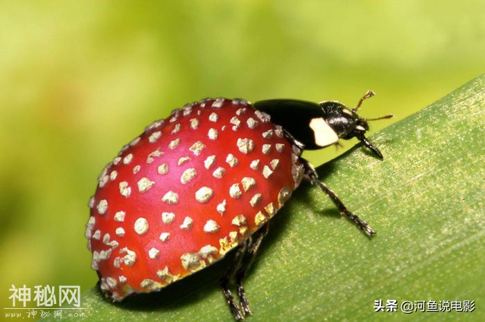 一场将动物与植物结合在一起的PS大赛，网友：太神奇了-3.jpg