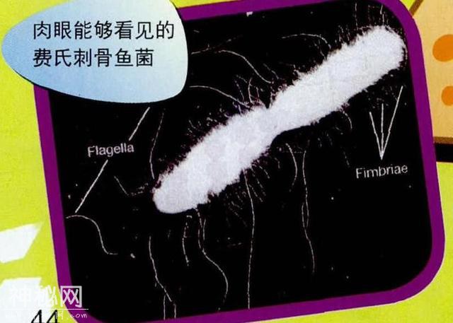 你不知道的细菌-2.jpg