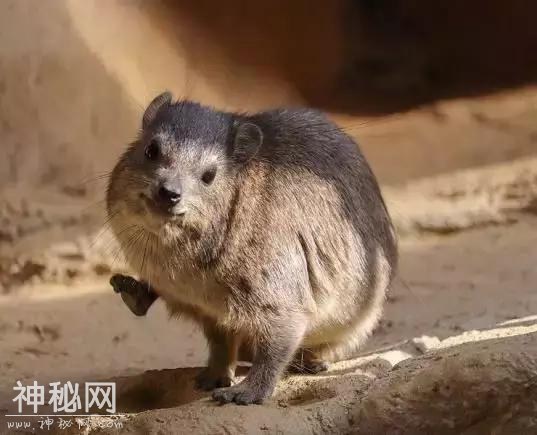 你觉得可能不存在，但世界上还真有的那些生物……长见识了！-5.jpg