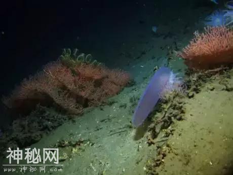 你觉得可能不存在，但世界上还真有的那些生物……长见识了！-6.jpg