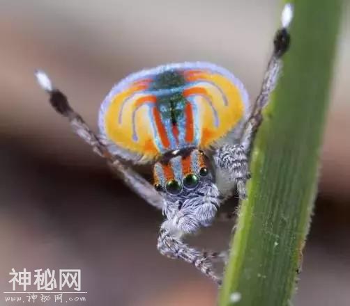 你觉得可能不存在，但世界上还真有的那些生物……长见识了！-4.jpg