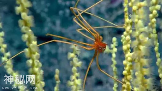 你觉得可能不存在，但世界上还真有的那些生物……长见识了！-1.jpg