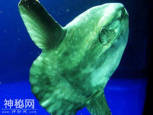 你觉得可能不存在，但世界上还真有的那些生物……长见识了！-15.jpg