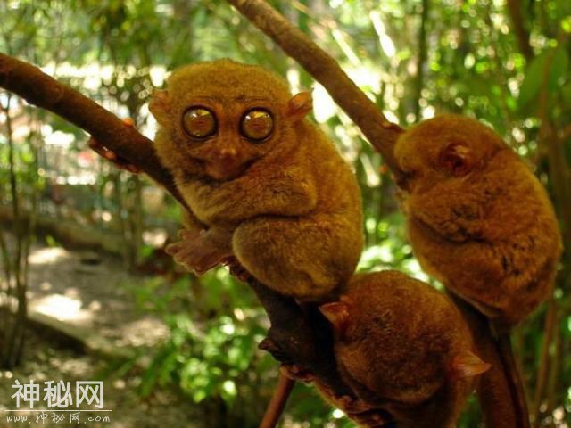 你觉得可能不存在，但世界上还真有的那些生物……长见识了！-13.jpg