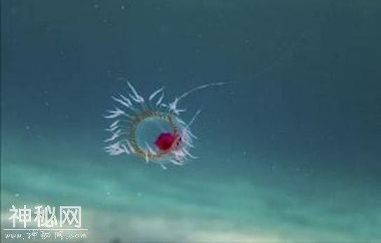 你觉得可能不存在，但世界上还真有的那些生物……长见识了！-11.jpg