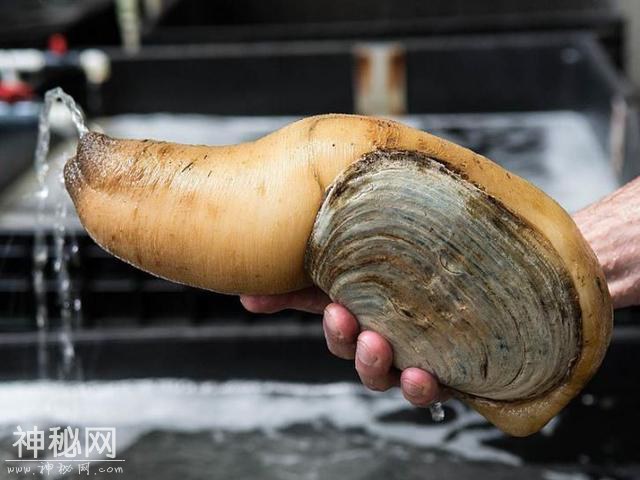 你觉得可能不存在，但世界上还真有的那些生物……长见识了！-9.jpg