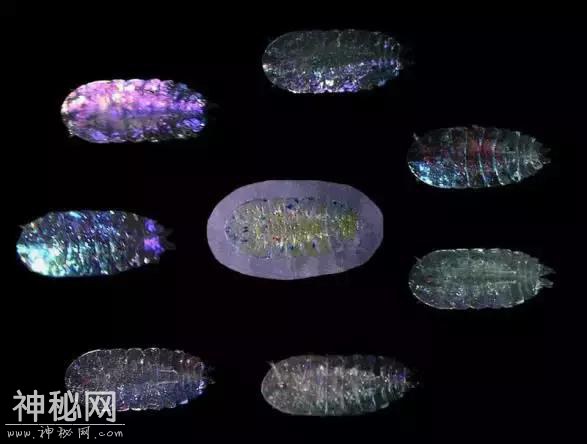 你觉得可能不存在，但世界上还真有的那些生物……长见识了！-17.jpg