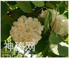 可以「撕」的大英图书馆藏书，把立体的星球和蝴蝶放进孩子口袋丨好书推荐-17.jpg