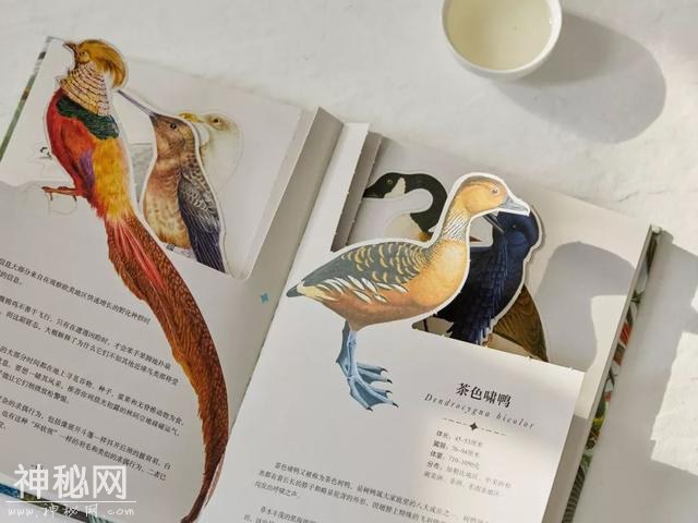 可以「撕」的大英图书馆藏书，把立体的星球和蝴蝶放进孩子口袋丨好书推荐-21.jpg