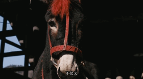 与动物配戏，演技能成“精”的，除了黄渤，也只有他了-7.jpg