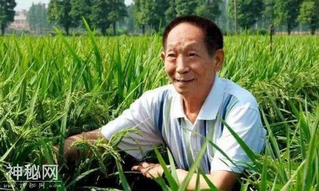 袁隆平发现一株茁壮野稻，经过培育后，却发现它们根本当不了种子-2.jpg