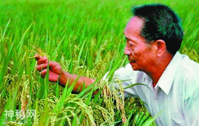 袁隆平发现一株茁壮野稻，经过培育后，却发现它们根本当不了种子-7.jpg
