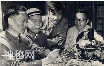 袁隆平发现一株茁壮野稻，经过培育后，却发现它们根本当不了种子-5.jpg