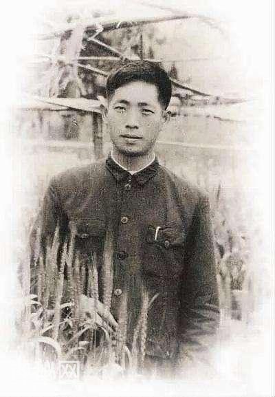 袁隆平发现一株茁壮野稻，经过培育后，却发现它们根本当不了种子-3.jpg