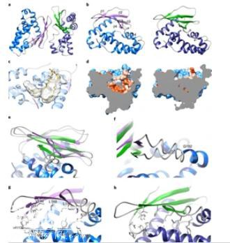 科学家揭晓细菌的自卫机制 发现了新的药物靶点-1.jpg
