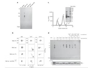 科学家揭晓细菌的自卫机制 发现了新的药物靶点-2.jpg