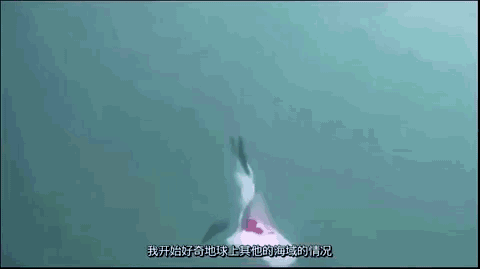 为什么中国急着垃圾分类？1116条生命告诉你答案  ?-13.jpg