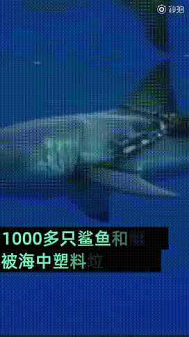 为什么中国急着垃圾分类？1116条生命告诉你答案  ?-22.jpg