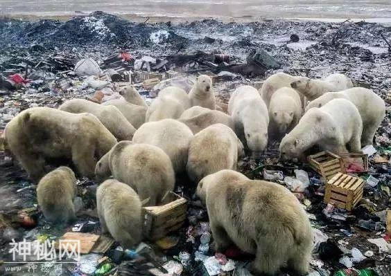 为什么中国急着垃圾分类？1116条生命告诉你答案  ?-37.jpg