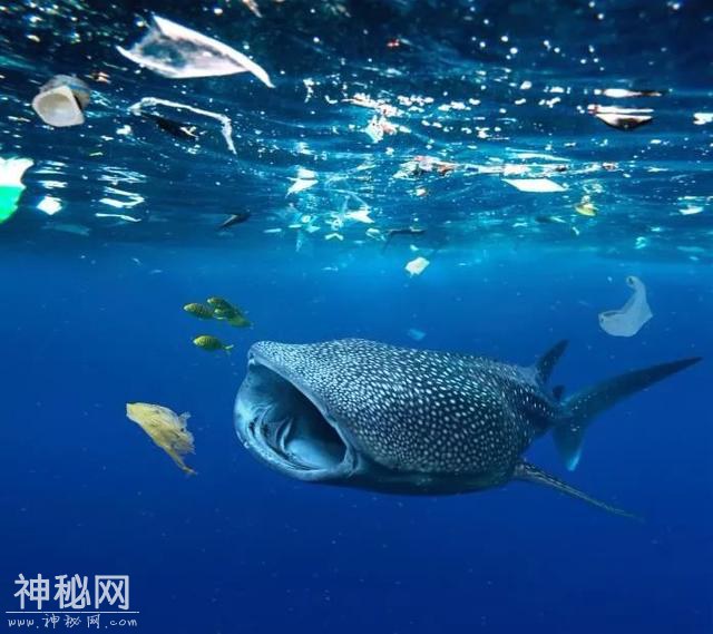为什么中国急着垃圾分类？1116条生命告诉你答案  ?-34.jpg