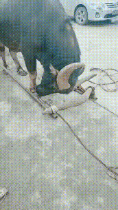 动物萌萌的瞬间-6.jpg