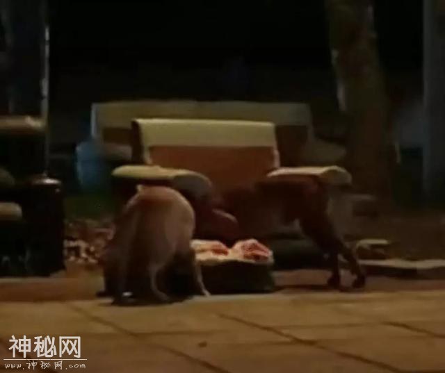 动物萌萌的瞬间-11.jpg