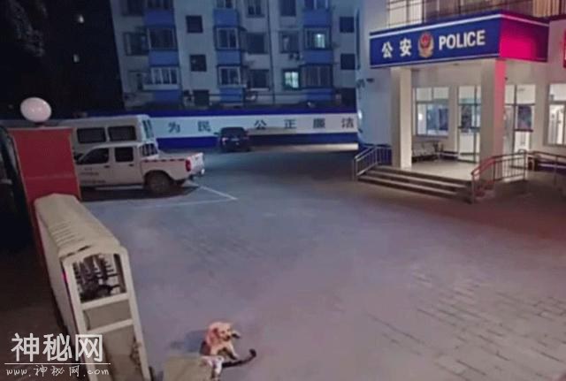 动物萌萌的瞬间-15.jpg