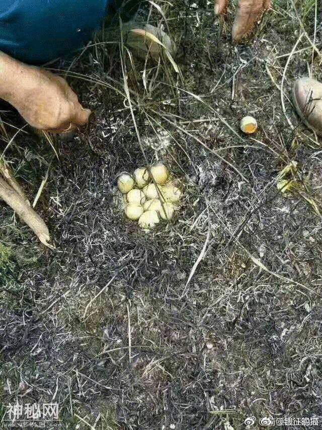 动物萌萌的瞬间-35.jpg