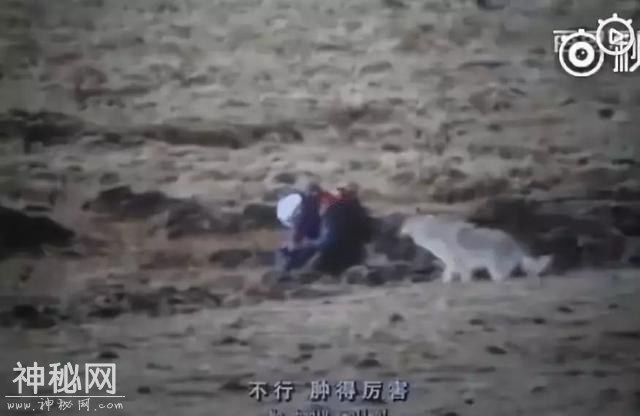 动物萌萌的瞬间-38.jpg