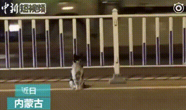动物萌萌的瞬间-42.jpg