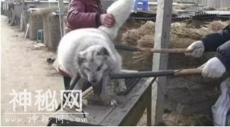 小动物被活活剥皮！动物皮草真的被我们大家抵制了吗？-1.jpg