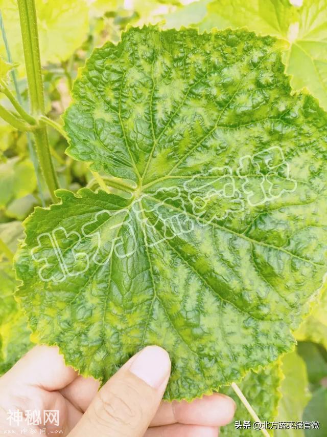 「提醒」管用！不管什么病毒病，就用这三种药-1.jpg