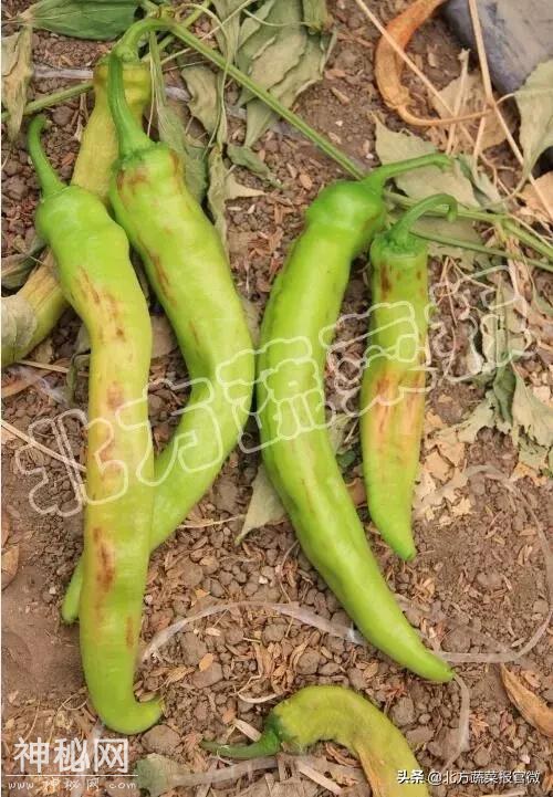 「提醒」管用！不管什么病毒病，就用这三种药-2.jpg