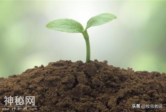 生物菌肥和有机肥的区别在哪？好多人都没搞懂-2.jpg