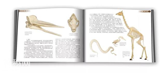荐书 | 那些动物骨骼告诉我的事-9.jpg