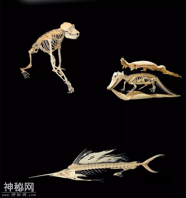 荐书 | 那些动物骨骼告诉我的事-5.jpg