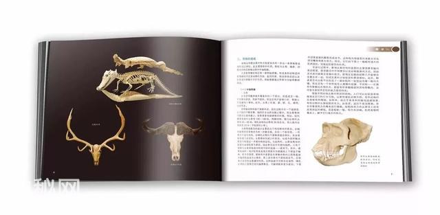 荐书 | 那些动物骨骼告诉我的事-8.jpg
